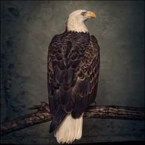 Clutch: Book Of Bad Decisions (Coloured Vinyl 2 LP)