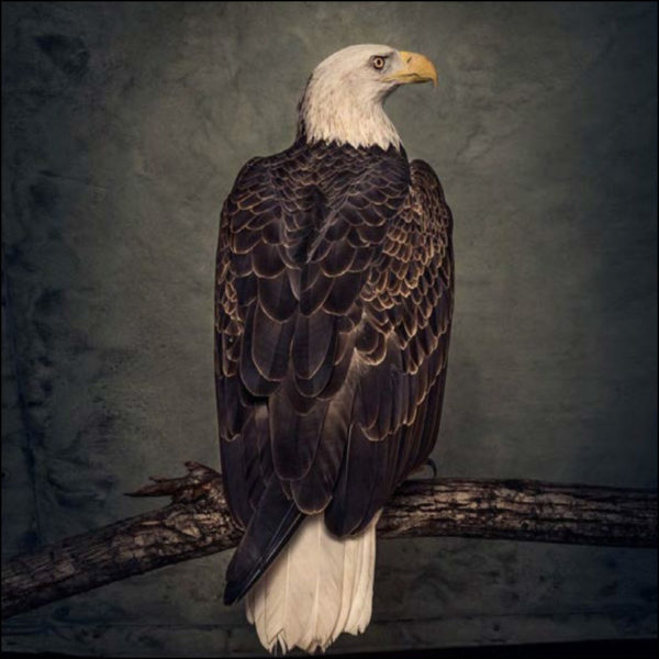 Clutch: Book Of Bad Decisions (Black Vinyl 2 LP)