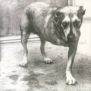 Alice In Chains: Alice In Chains (Translucent Highlighter Yellow 2LP Vinyl)